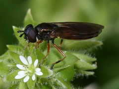 Pyrophaena granditarsis