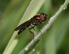 Pyrophaena rosarum