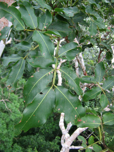 Dipteryx micrantha, 2005-05-08