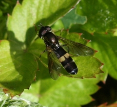 Pyrophaena rosarum