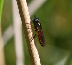 Pyrophaena granditarsis