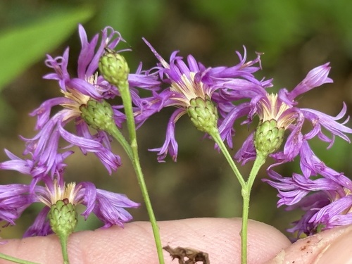 Tennessee Ironweed (Vernonia flaccidifolia)