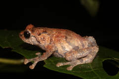 Cophyla barbouri