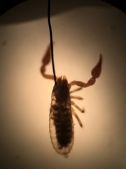 Microbisium brunneum