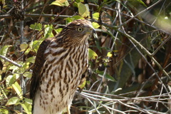 Accipiter cooperii