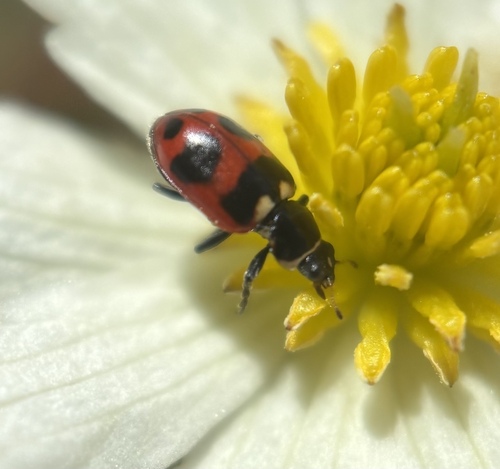 Oregon Lady Beetle photo 5