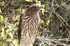 Accipiter cooperii