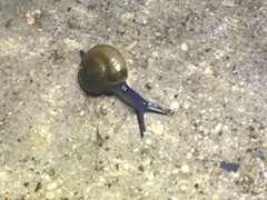 Oxychilus draparnaudi