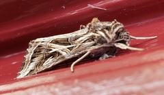 Spodoptera pulchella
