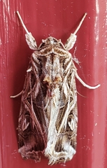 Spodoptera pulchella