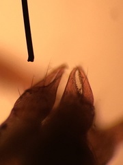 Microbisium brunneum