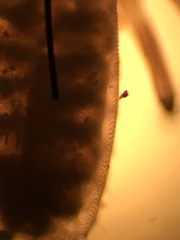 Microbisium brunneum