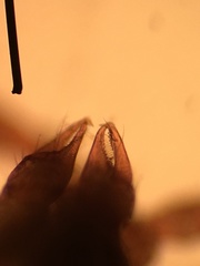 Microbisium brunneum