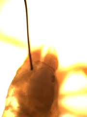 Microbisium brunneum