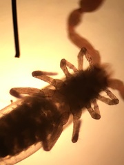 Microbisium brunneum