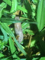 Deroceras reticulatum