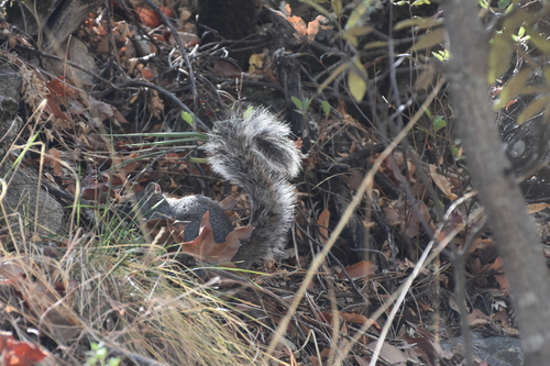 Arizona Gray Squirrel