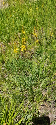 California bog asphodel (Narthecium californicum)