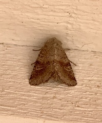 Oligia minuscula