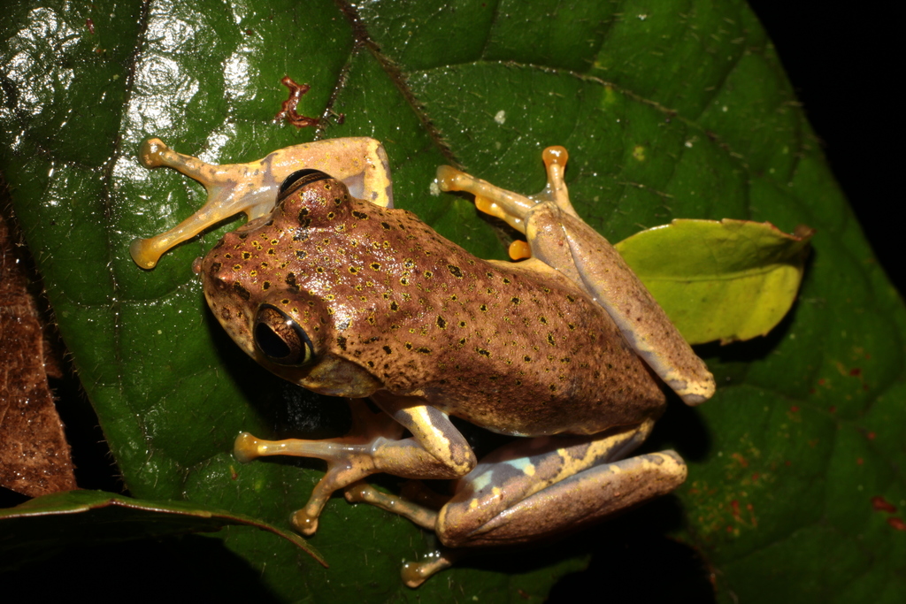 Ida's Bright-Eyed Frog