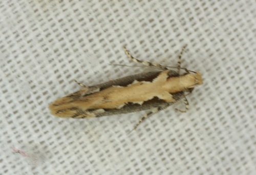 Moth photo 3