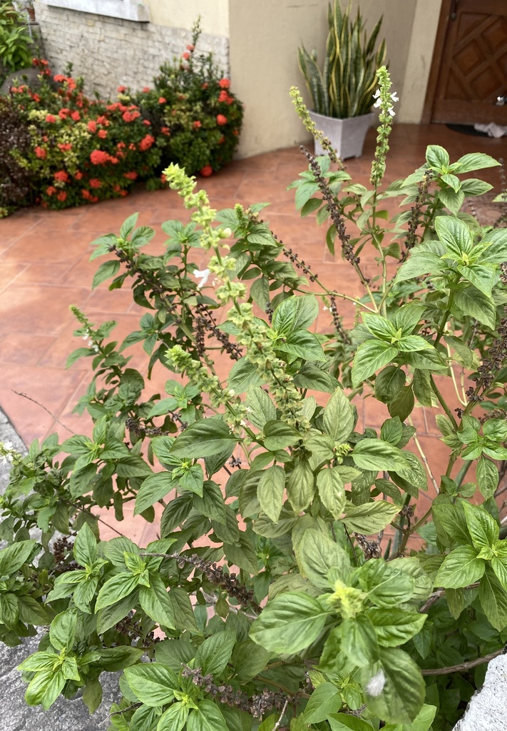 Ocimum basilicum