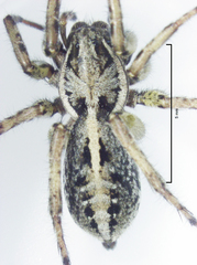 Artoriopsis expolita