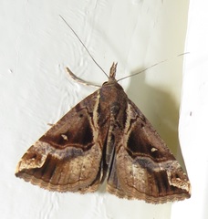 Hypena varialis