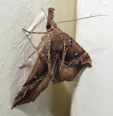 Hypena varialis