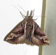 Hypena varialis