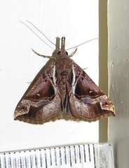 Hypena varialis