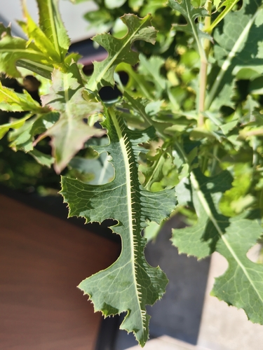 prickly lettuce