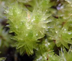 Pulchrinodus inflatus