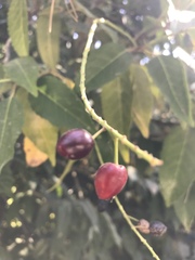 Prunus lusitanica