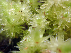 Pulchrinodus inflatus