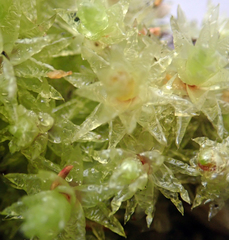 Pulchrinodus inflatus