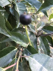 Prunus lusitanica