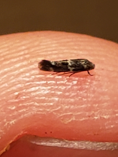 Elachista illectella photo 3
