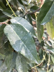 Prunus lusitanica
