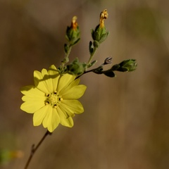 Lagophylla glandulosa
