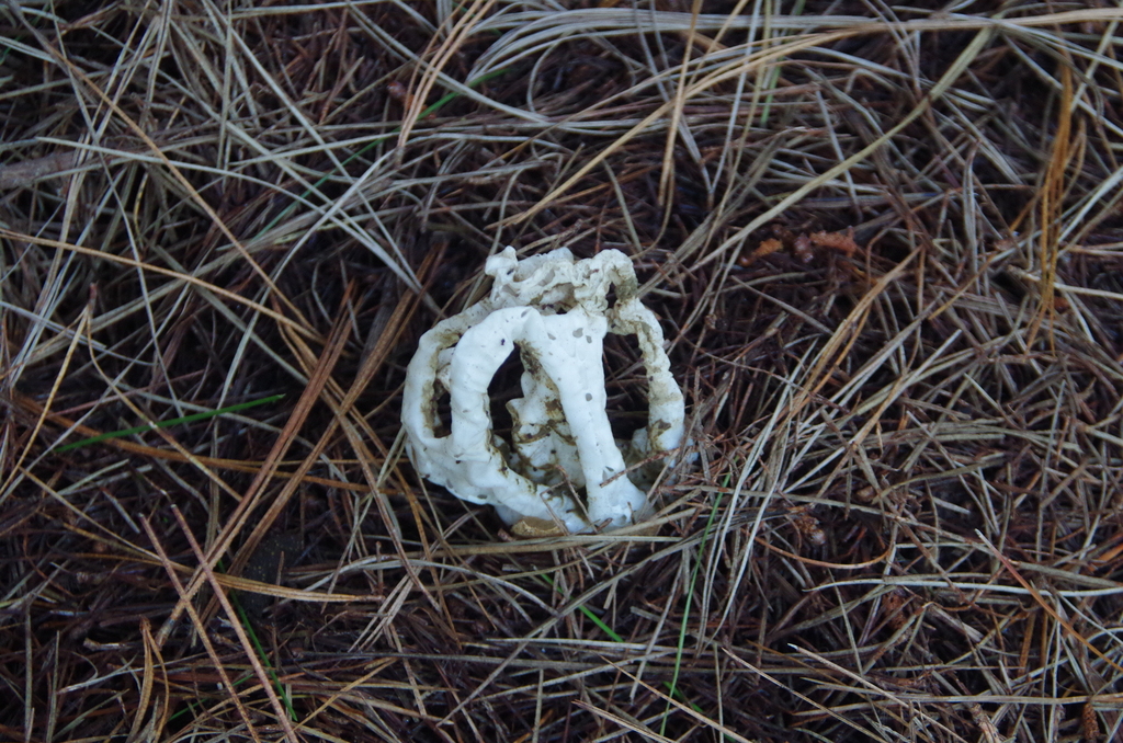 Ileodictyon cibarium · April 2025 · photo: © edwilson (iNaturalist, cc-by)