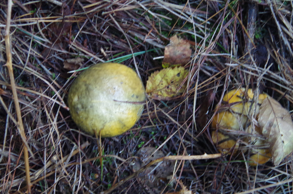 Suillus pungens · April 2025 · photo: © edwilson (iNaturalist, cc-by)