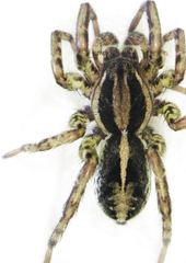Artoriopsis expolita