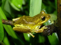 Ida's Bright-Eyed Frog photo 3