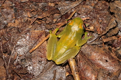 Boophis luteus