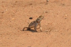 Agama armata