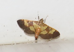 Syngamia latimarginalis