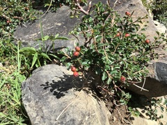 Cotoneaster adpressus, photograph 王天, CC BY, iNaturalist via GBIF