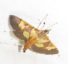 Syngamia latimarginalis