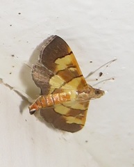 Syngamia latimarginalis